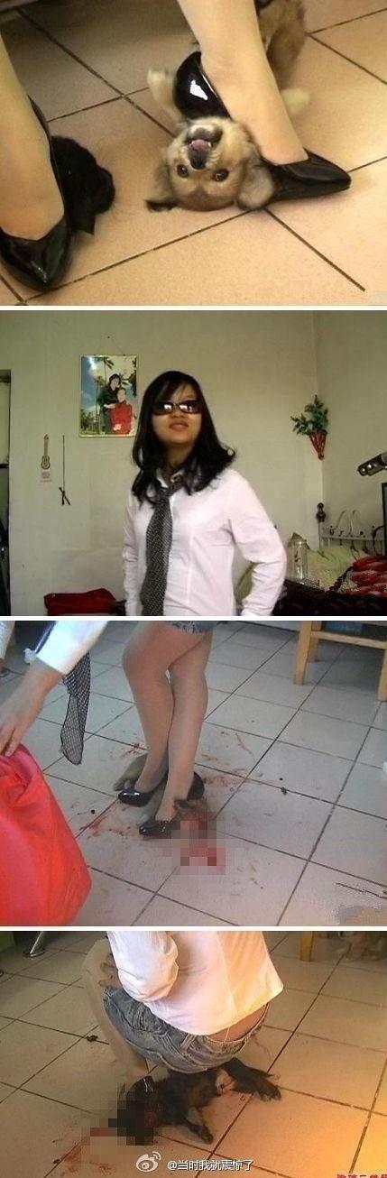 踩死狗视频,踩死狗事件引发的伦理反思