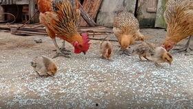 小鸡的一家视频,温馨家庭生活大揭秘