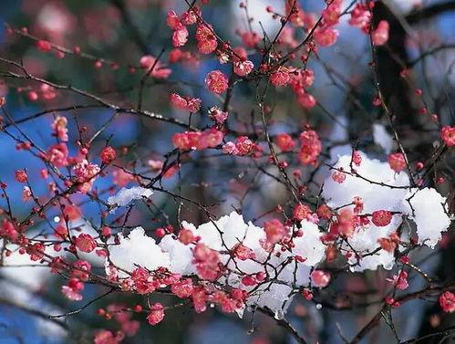 水梅花修剪视频,修剪技巧视频解析