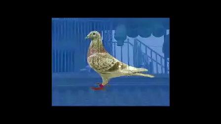 家养信鸽视频,家养信鸽视频中的精彩瞬间